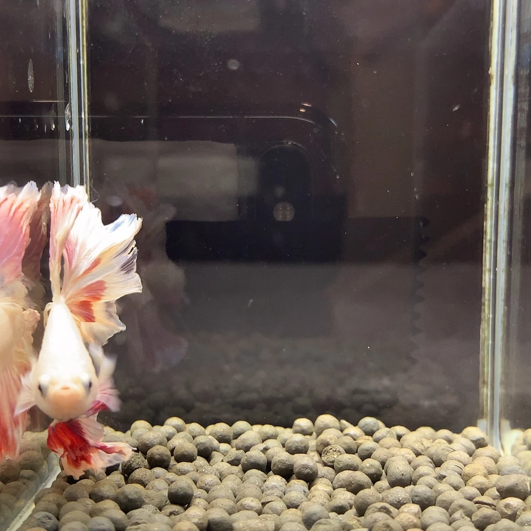 海水鱼七弟泰国斗鱼12