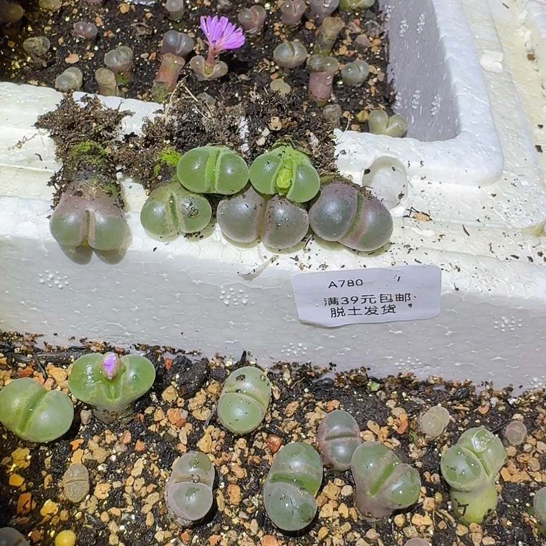 广****780多肉哈哈哈哈哈哈