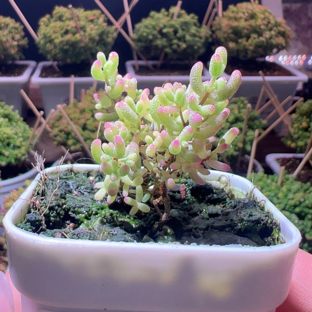 674棉花糖一物一拍带盆土发货