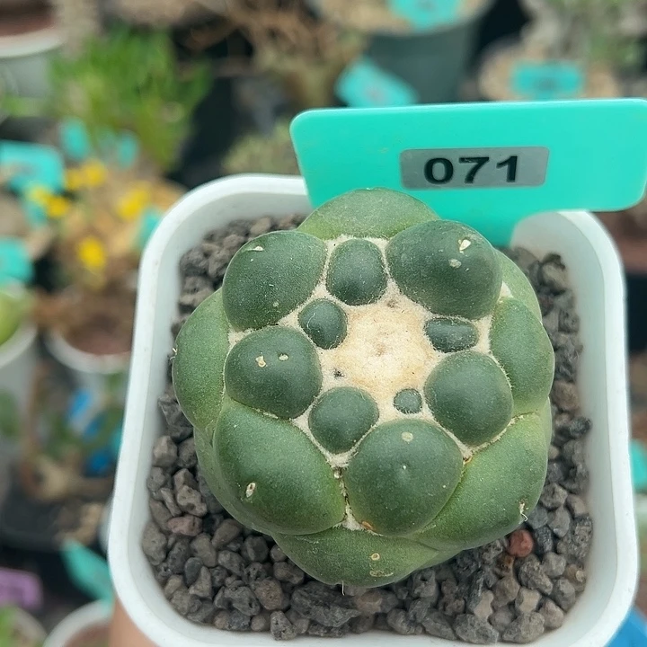 泰系实生无刺象牙