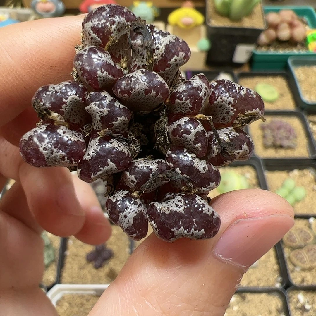 【闪购商品】174 秒