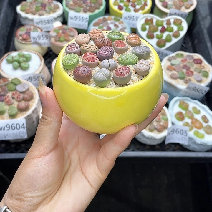 w9606 带盆土发货一物一拍