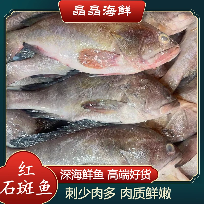 【石斑鱼】新鲜石斑鱼原生态海鱼肉质鲜美