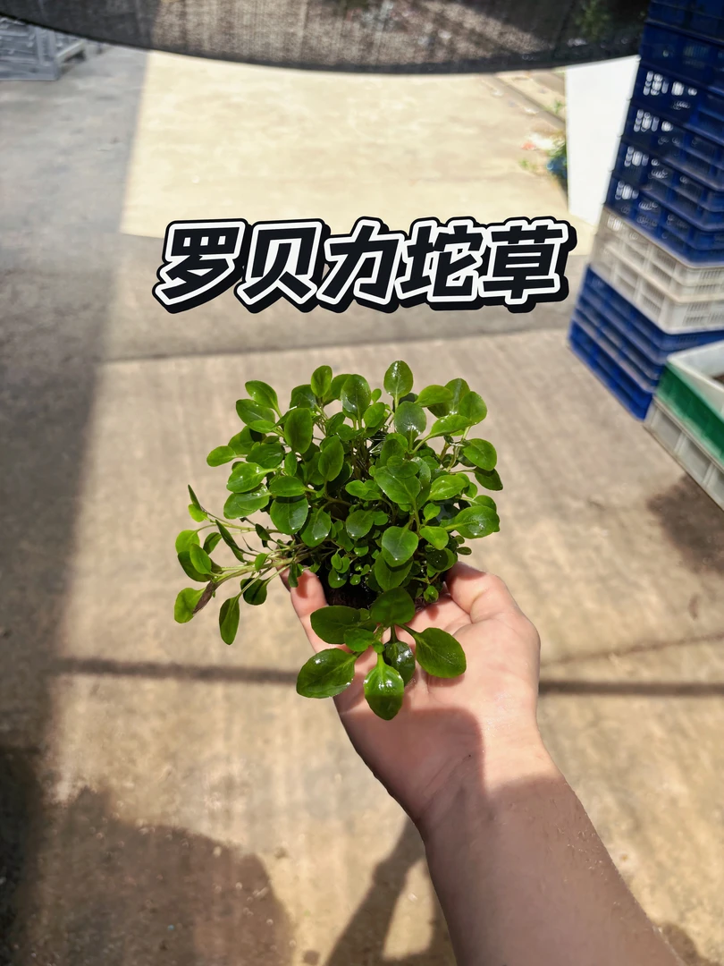 罗贝力水草坨草 新手懒人水草 阴性水草中后景净化增氧造景缸水草