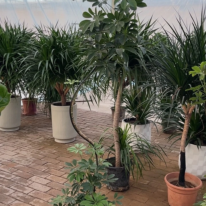完全开放花陶园艺s型鸭掌木
