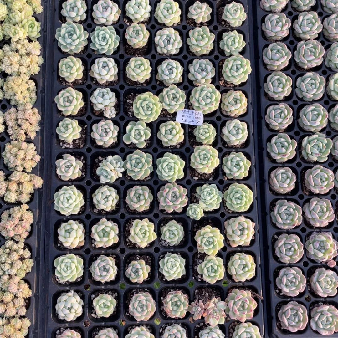 糕大上多肉植物527