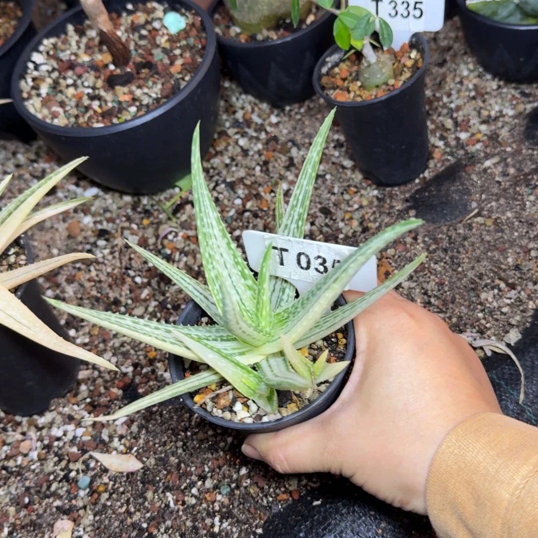 H***y福利翡翠芦荟锦脱土发