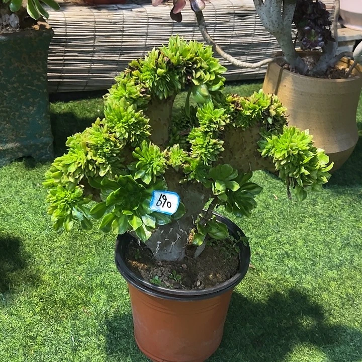 共***人690翡翠琉璃缀化一颗