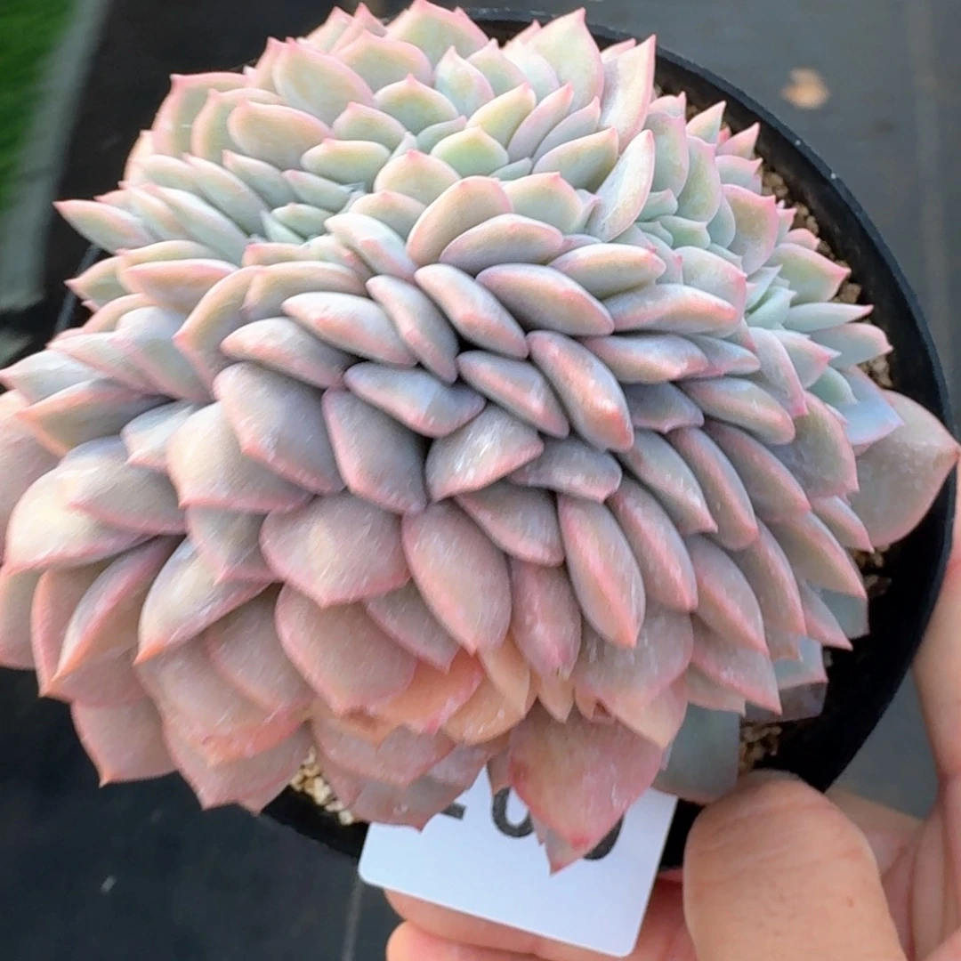 提拉米苏缀化            精美多肉植物