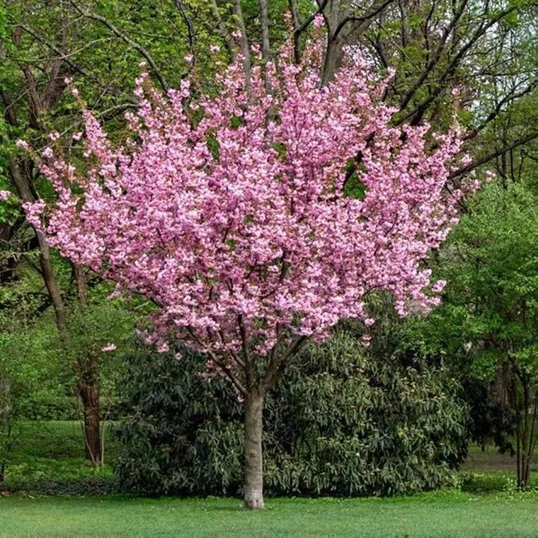 樱花树晚樱染井吉野庭院南北方四季种植耐寒