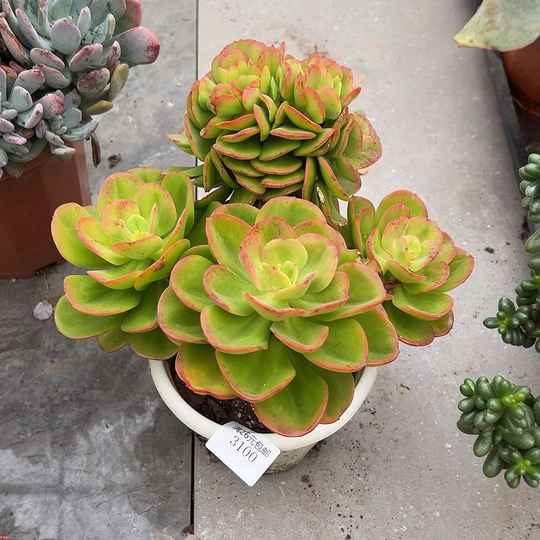 小***蜂3100红梅多肉植物多肉