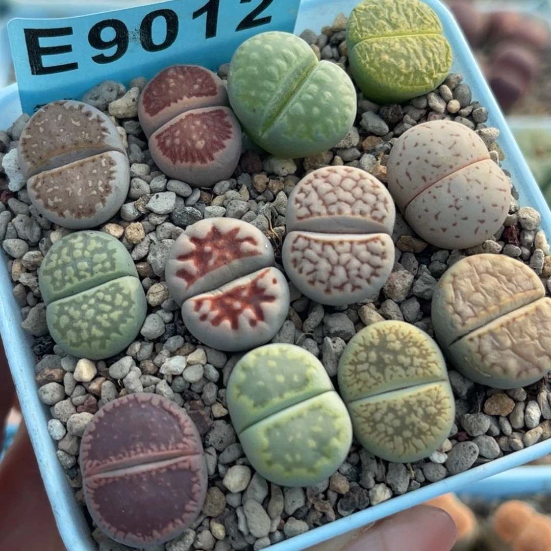 9012彩拼12颗。