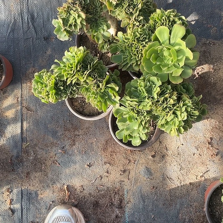 时***流时光，绿羊绒缀4颗包邮