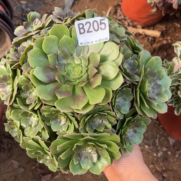 万圣节多肉植物205.