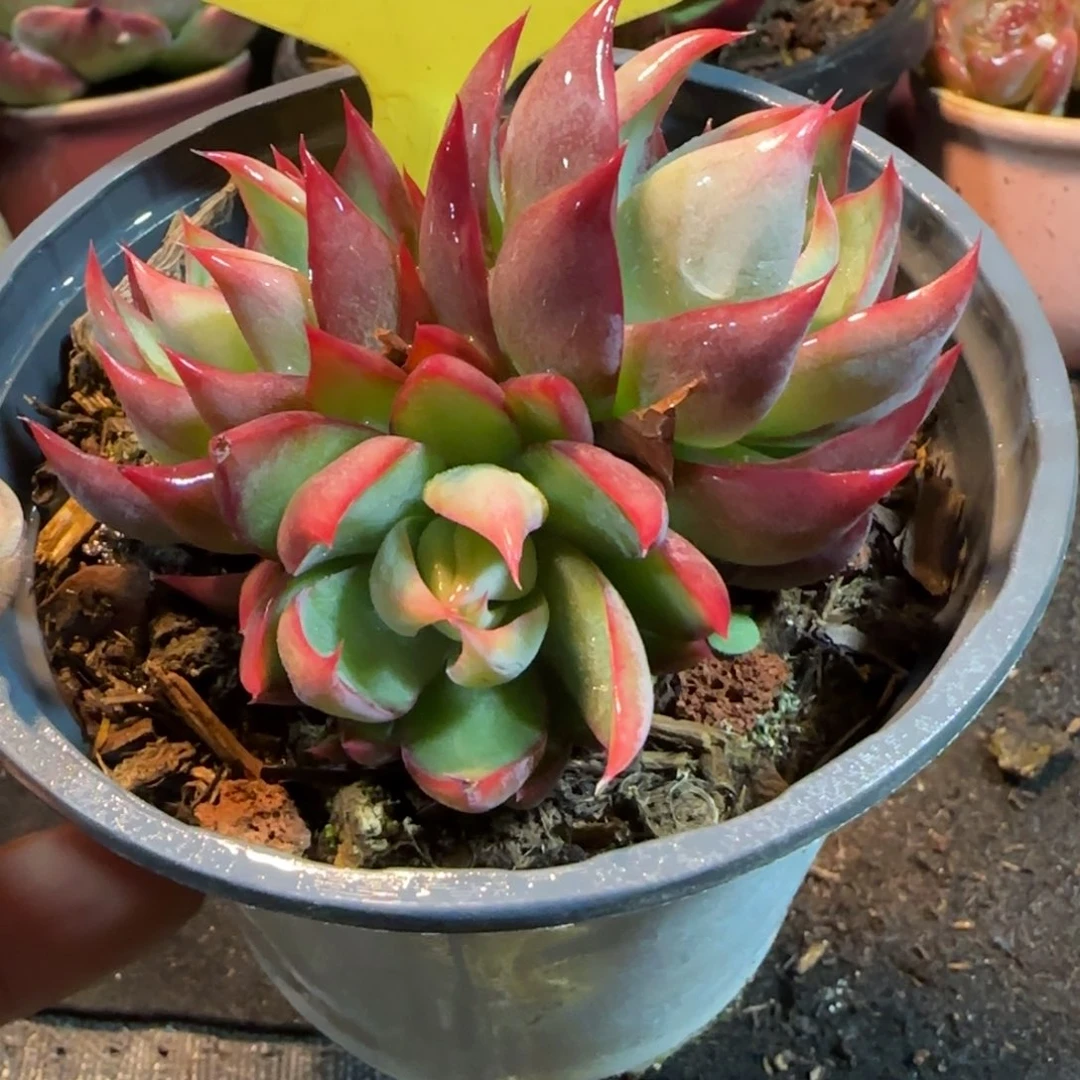 惊鸿一物一拍包装收缩花旱406