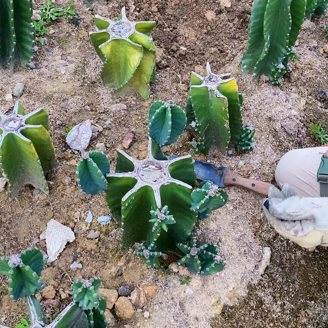 用****55029母头有根（侧芽可能会掉，介意勿拍）