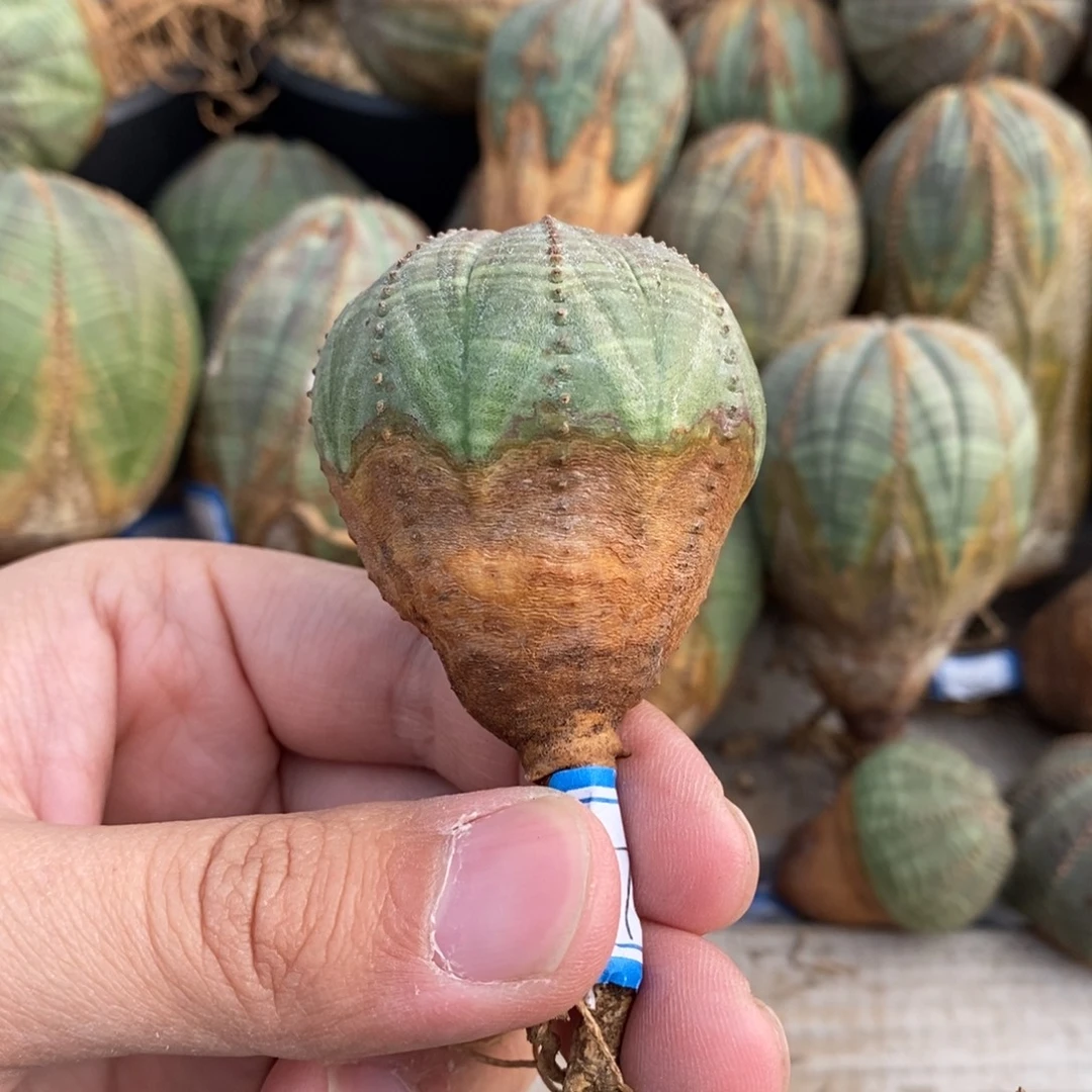 18 欧系实生布纹球多肉植物