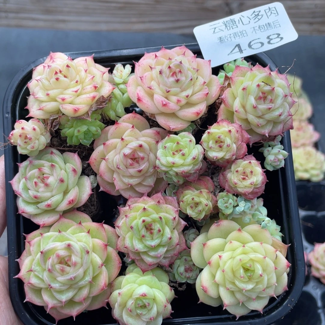 云糖心多肉植物468