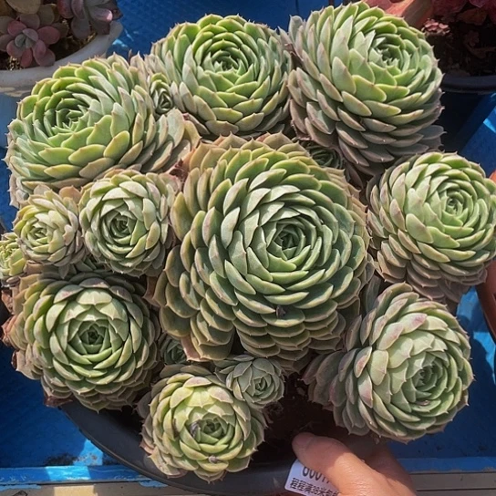 爱***人昂斯诺80017多肉