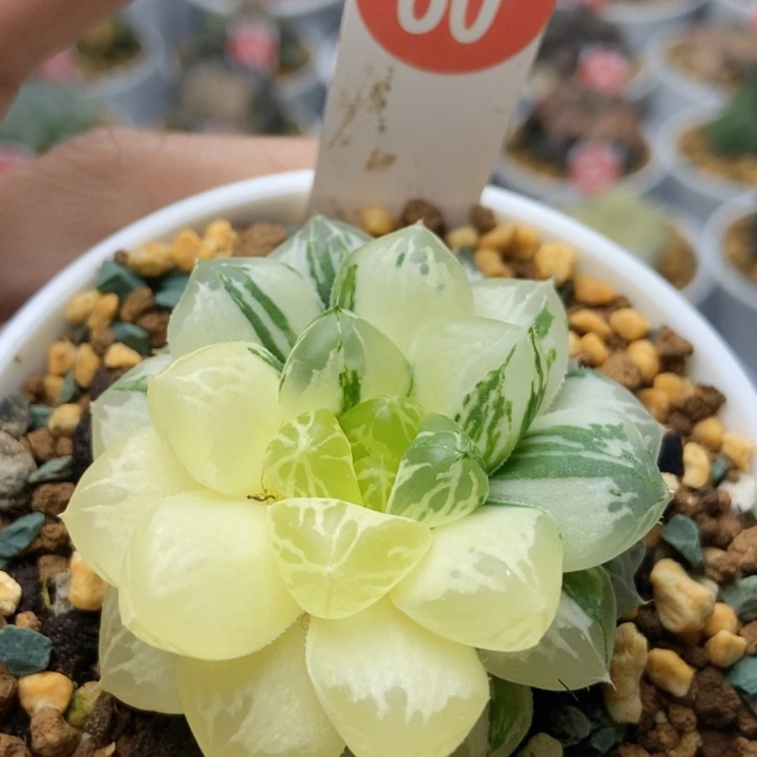 玛琳6011111111111