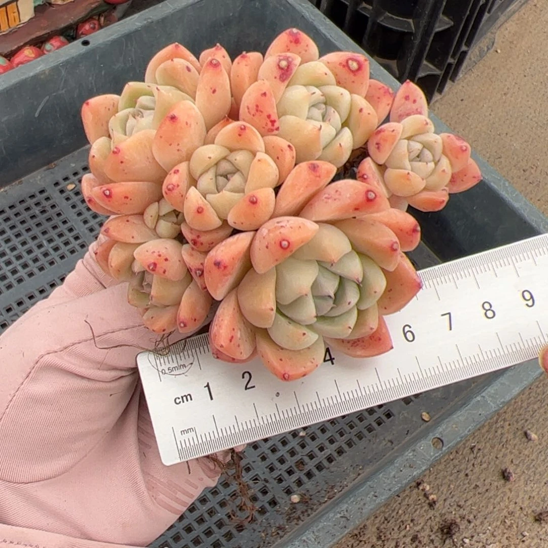 佳*玲230 多肉植物组合盆栽