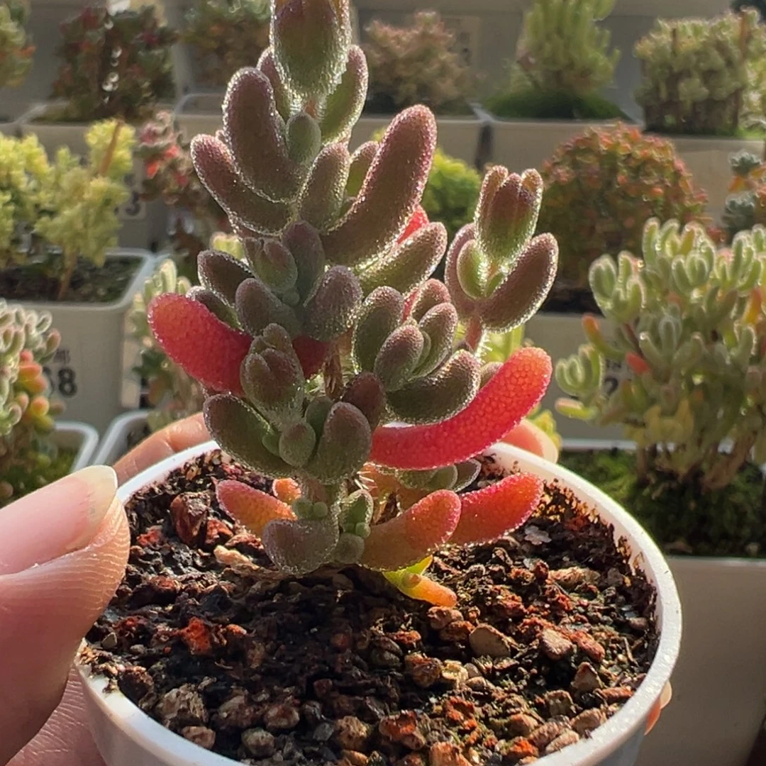 14-429枝干番杏多肉红叶优选五圆盆