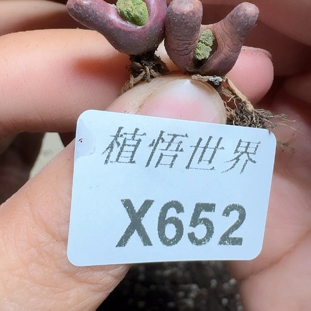 652盒多肉植物f vv