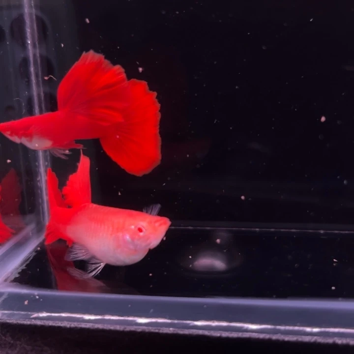 孔雀鱼美系大背血红1对