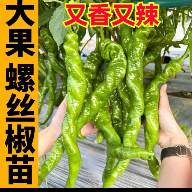 带土发货辣椒苗高产大果螺丝椒种苗专卖正宗新一代辣椒种辣椒种子