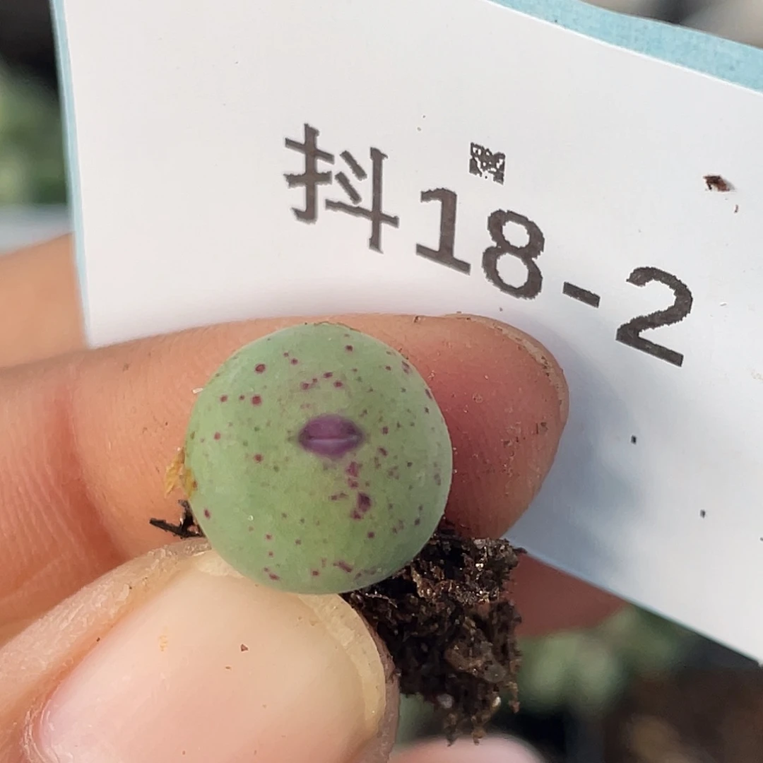 18-2嘴多肉植物肉锥