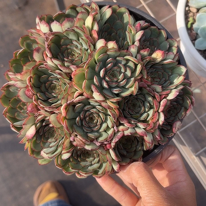 晨语多肉,一物一拍红花女王329