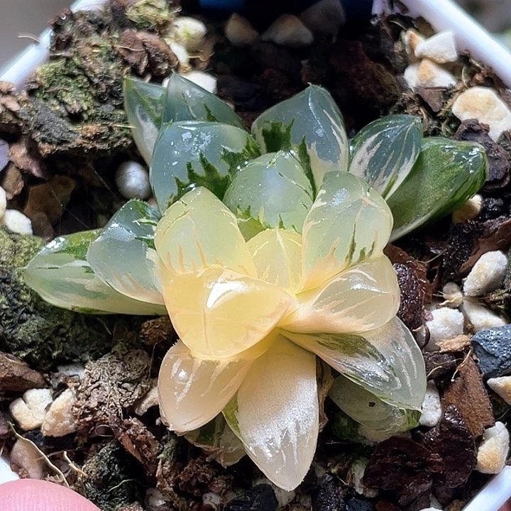 941北极锦一物一拍