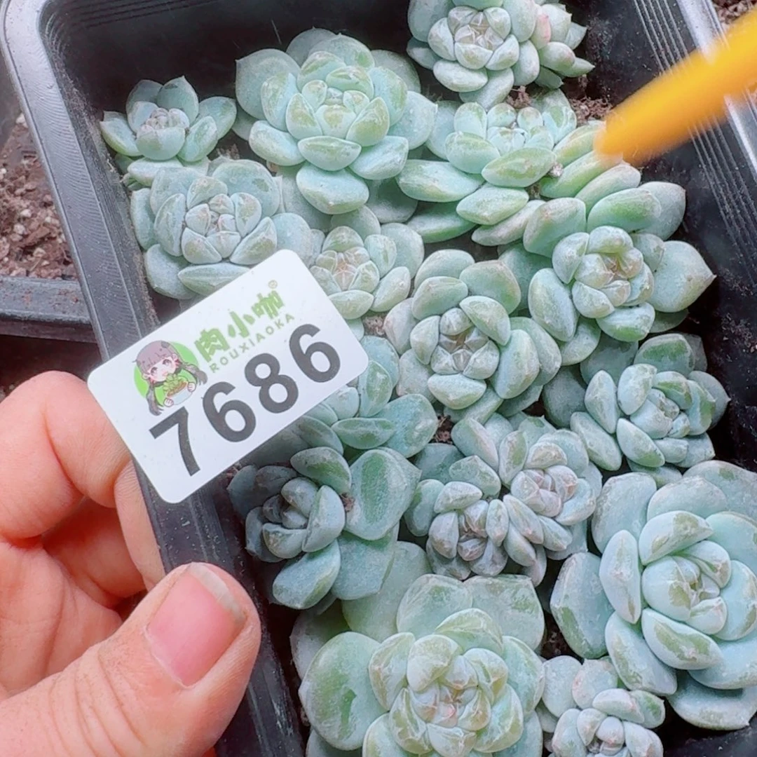 小***哇多肉植物多肉植物