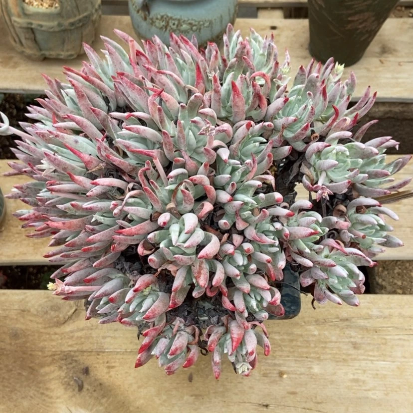 【闪购商品】仙女杯