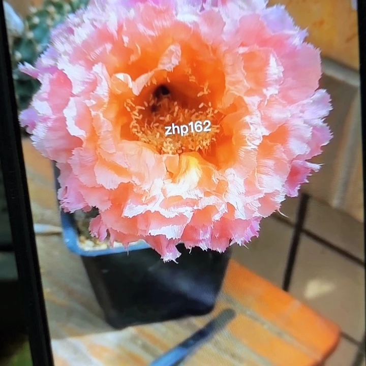 062彩瑕痴20包邮侧牙仙人球33