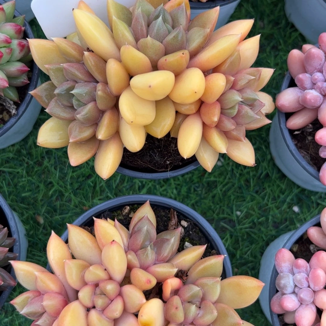 红象牙多肉植物保护