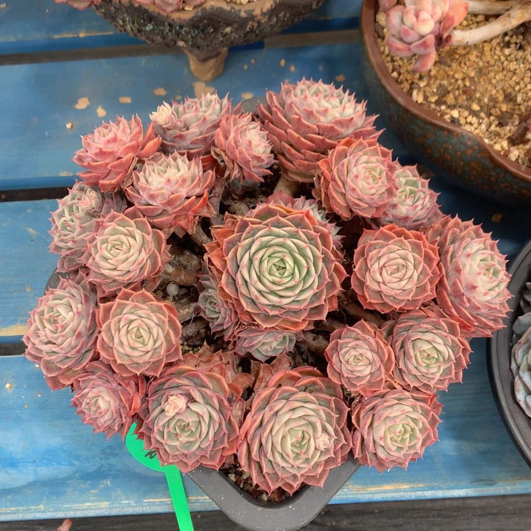 昂斯诺老桩无砍一物一拍