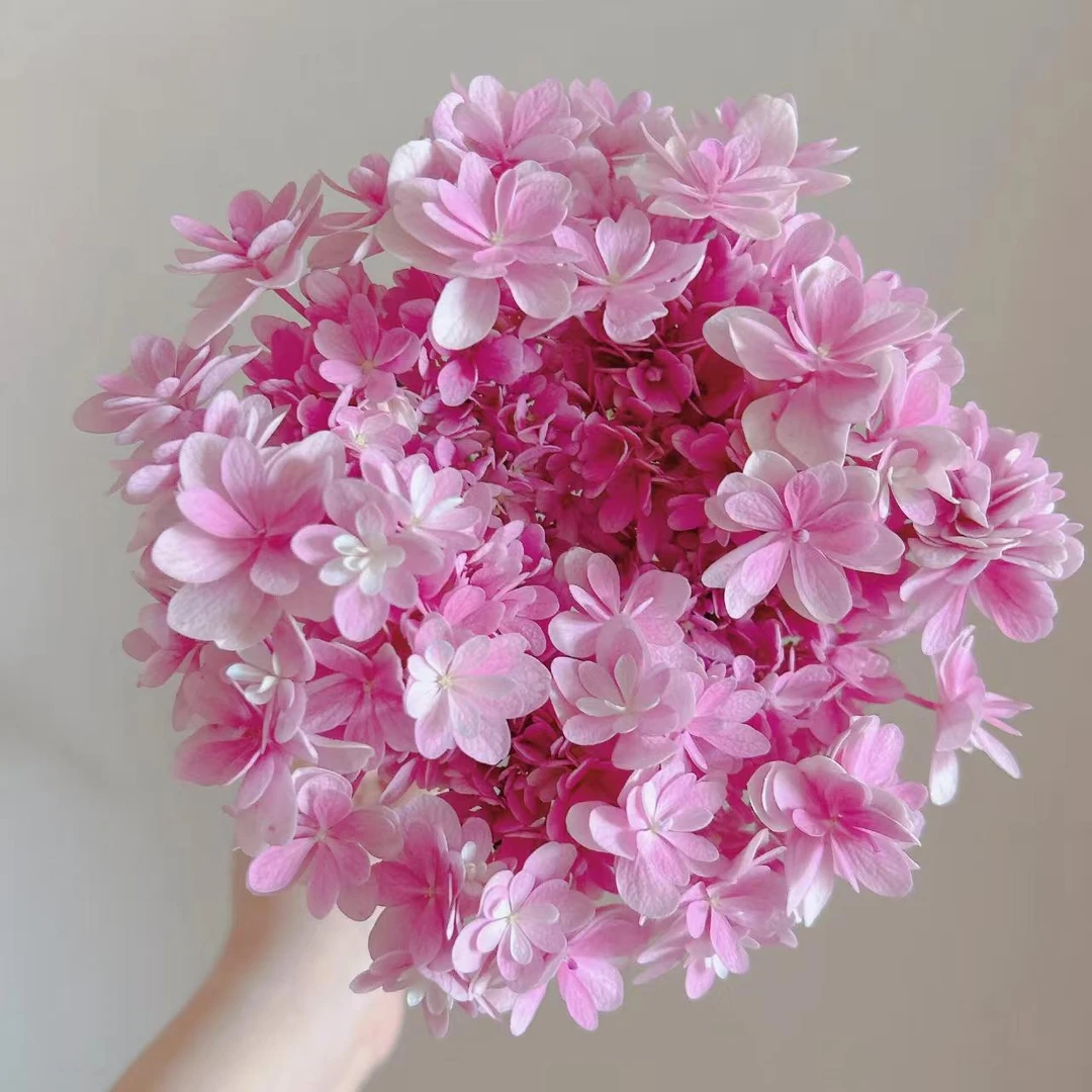 粉色佳澄 绣球盆栽 花期超长易养护地栽庭院阳台