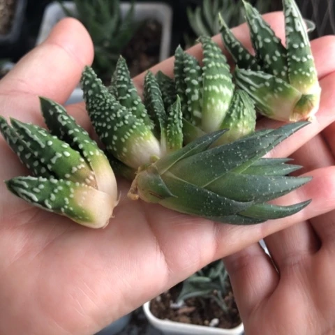 泪珠青瞳4颗侧牙一起哈哈