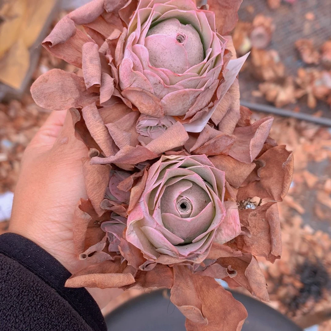 2549洛丽塔v vvvv