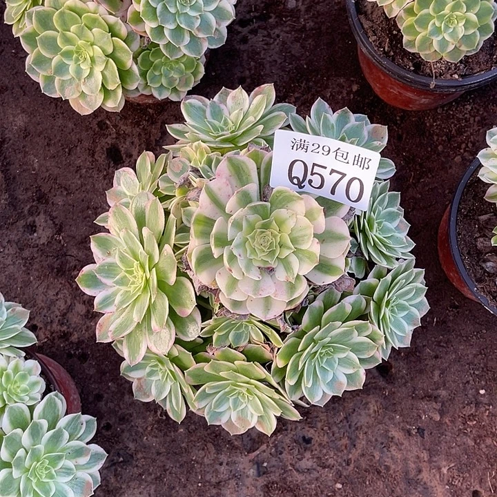 570粉体海王多肉植物