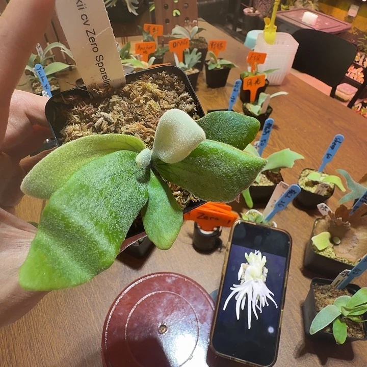 无花朵鹿野直播间竞拍Zero