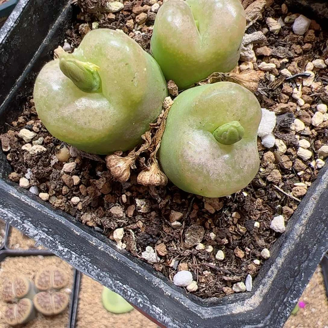 【闪购商品】144 变异