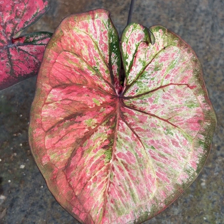 完全开放泰国彩叶芋16