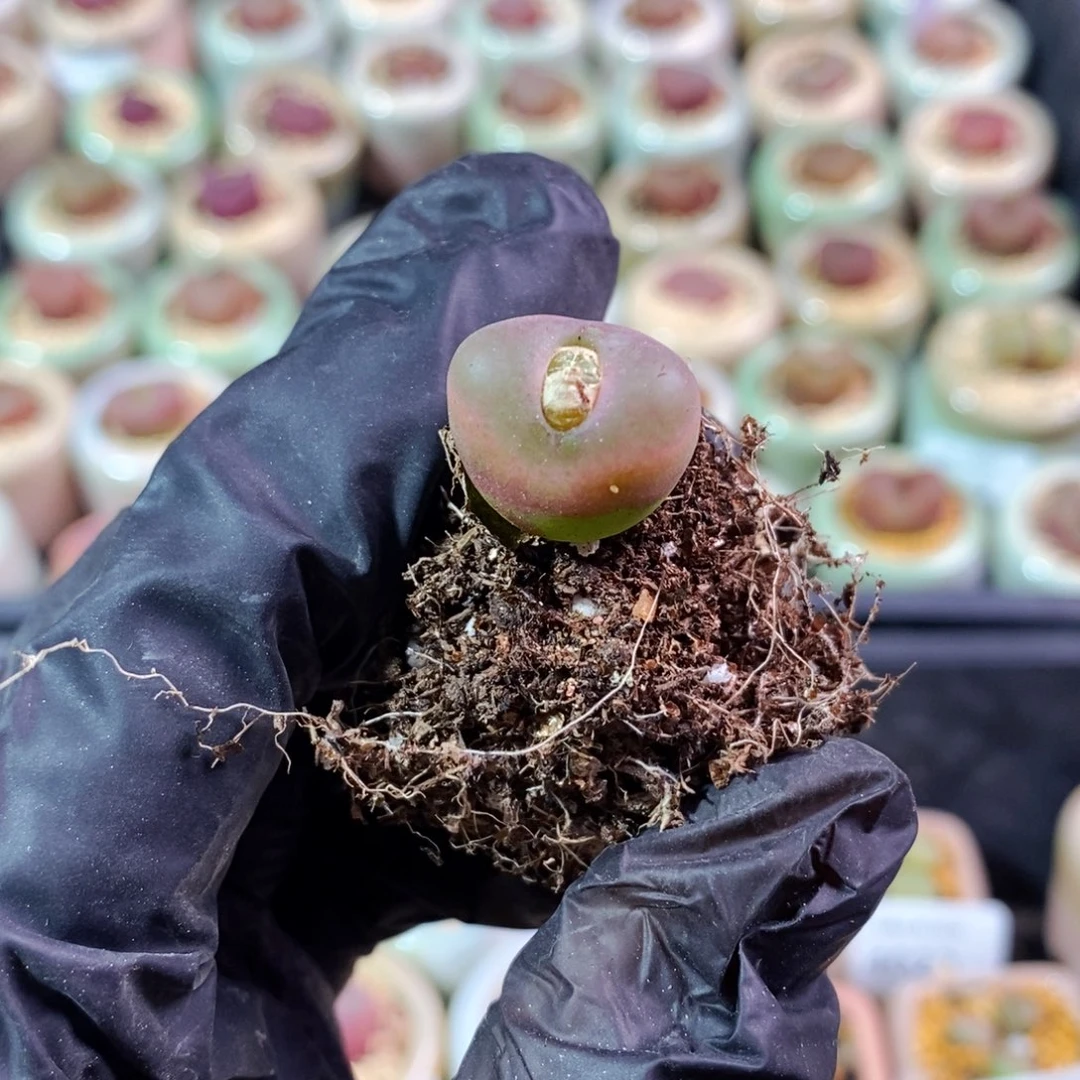 4101--一物一拍 福利