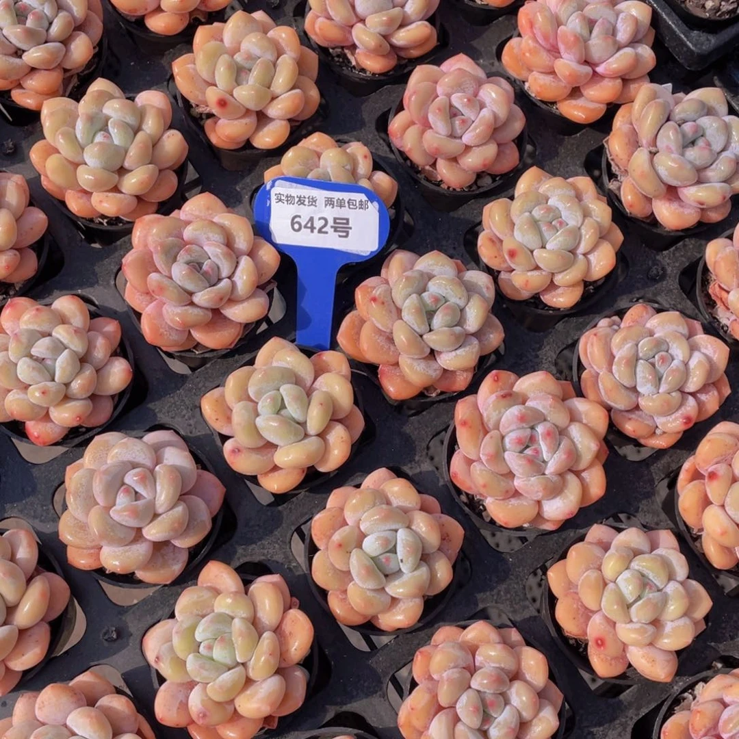 642号肥胖玛丽单头两个