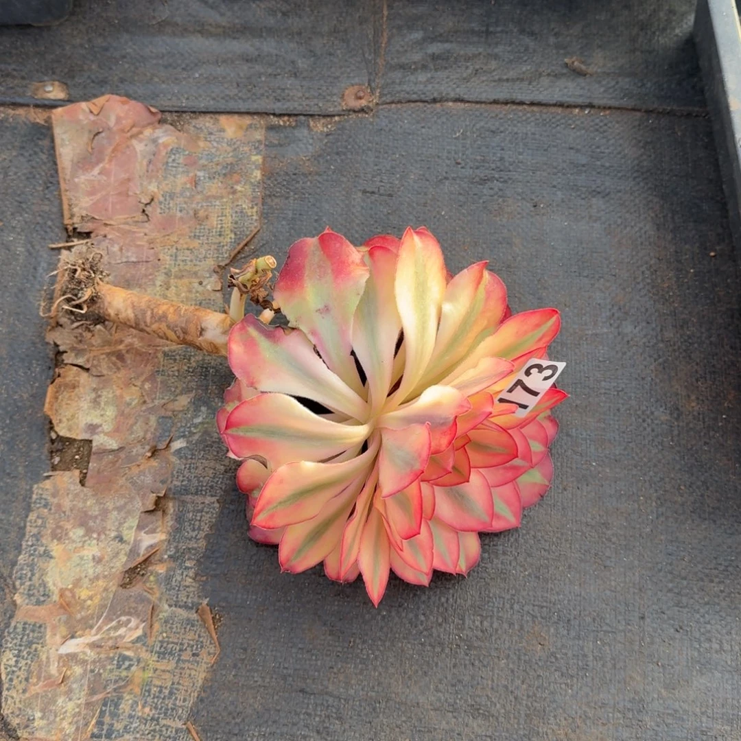 173多肉植物爱丽丝有砍特价