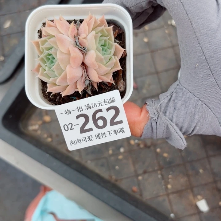 一***一不知名多肉植物多肉