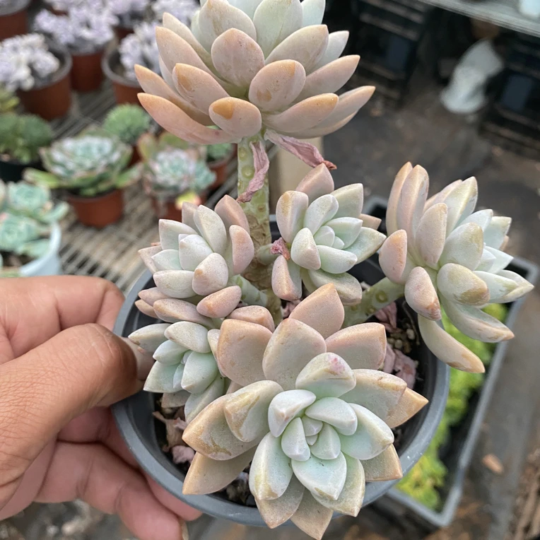 淡雪多肉植物脱土发货