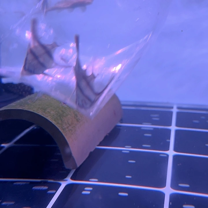 清道夫鱼8-032F1 阿塔巴布3条人工鱼